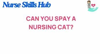 The Unseen Dilemma: Can You Spay a Nursing Cat?